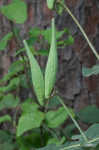 Clasping milkweed